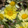 Anthemis tinctoria 'E.C. Buxton'