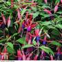 Fuchsia 'Genii' (Hardy)