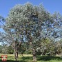 Eucalyptus gunnii