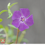 Vinca minor 'Atropurpurea'