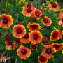 Gaillardia x grandiflora 'Kobold'