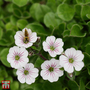 Gypsophila cerastioides