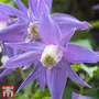 Clematis 'Frances Rivis'