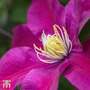 Clematis 'Sunset'