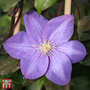 Clematis 'Vyvyan Pennell'