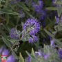 Caryopteris x clandonensis 'Ferndown'