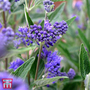 Caryopteris x clandonensis 'Thetis'