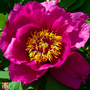 Tree Peony 'Cang Zhi Hong'