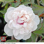 Tree Peony 'Jing Yu'