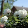 Tree Peony 'Xue Ta'