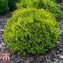 Thuja occidentalis 'Mirjam'