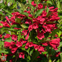 Weigela 'Nain Rouge'