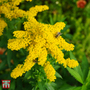 Solidago 'Little Lemon'