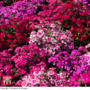 Dianthus 'Festival Mixed'