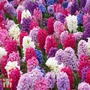 Hyacinth 'T&M Mix'