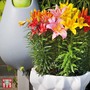 Lily 'Joy Mixed'