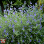 Caryopteris x clandonensis 'Petit Blue'