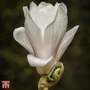 Magnolia x soulangeana 'Alba Superba'