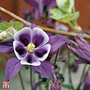 Aquilegia vulgaris 'William Guinness'