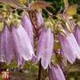 Campanula takesimana