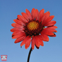 Gaillardia aristata 'Burgundy'