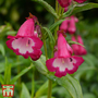 Penstemon 'Pensham Amelia Jayne'