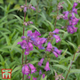 Penstemon 'Vesuvius'
