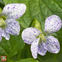 Viola sororia 'Freckles'