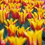 Tulip 'Fire Wings'
