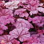 Heuchera 'Berry Smoothie'