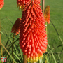 Red Hot Poker 'Papaya Popsicle'