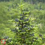 Balsam Fir