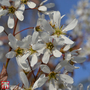 Amelanchier x grandiflora 'Princess Diana'