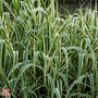 Arundo donax 'Variegata'