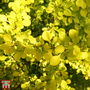 Berberis thunbergii 'Golden Carpet'