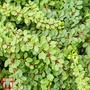 Berberis thunbergii 'Green Carpet'