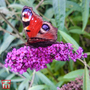 Buddleja 'Argus Velvet'