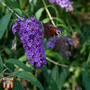 Buddleja davidii 'Adonis Blue'