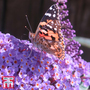 Buddleja davidii 'Camberwell Beauty'