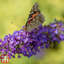 Buddleja davidii 'Empire Blue'