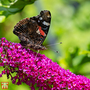 Buddleja davidii 'Masquerade'