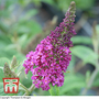 Buddleja davidii 'Miss Ruby'