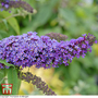 Buddleja davidii 'Purple Emperor'