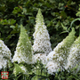 Buddleja davidii 'White Profusion'