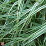 Carex morrowii 'Fisher's Form'