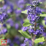 Caryopteris x clandonensis 'Grand Bleu'