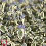 Caryopteris x clandonensis 'White Surprise'