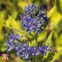 Caryopteris x clandonensis 'Worcester Gold'