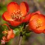 Chaenomeles x superba 'Fire Dance'