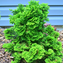 Chamaecyparis obtusa 'Meroke Twin'